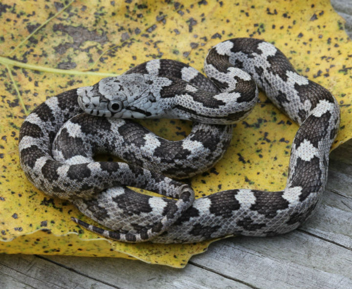 Gray Rat Snake